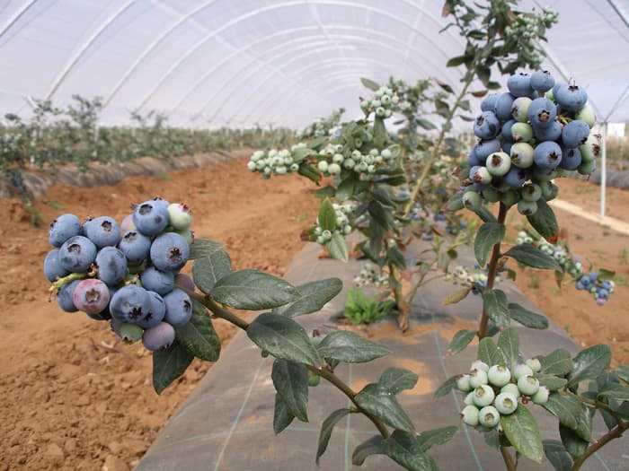 Cultures de petits fruits rouges dans la plaine du Loukkos