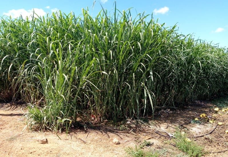 Culture fourragère irriguée au sein du périmètre