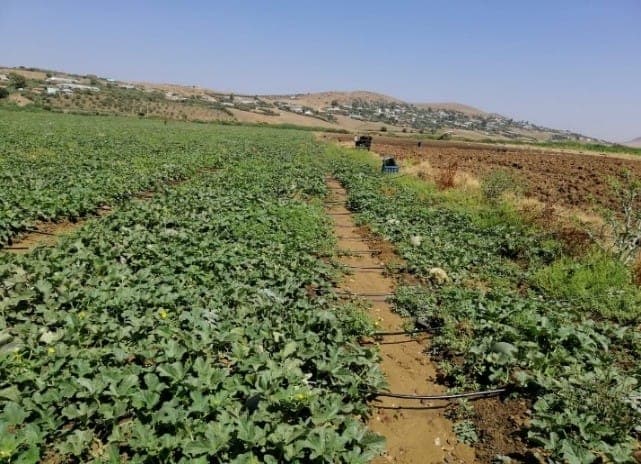 Culture maraîchère irriguée par goutte-à-goutte au sein du périmètre de Dar Khrofa