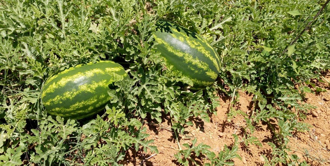 Culture de pastèque dans le périmètre irrigué