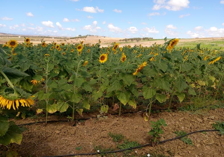 Mise en valeur agricole du périmètre irrigué de Dar Khrofa – Culture de tournesol
