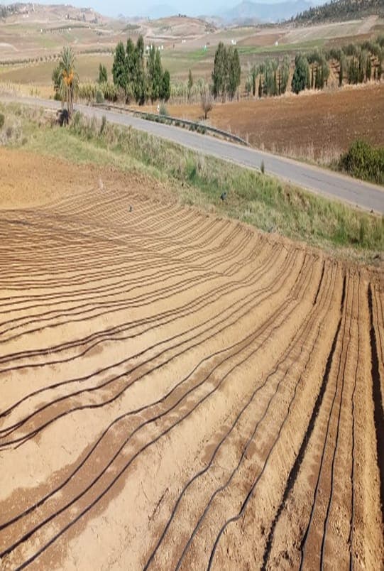 Installation du réseau d’irrigation goutte-à-goutte sur une parcelle agricole du périmètre irrigué de Dar Khrofa
