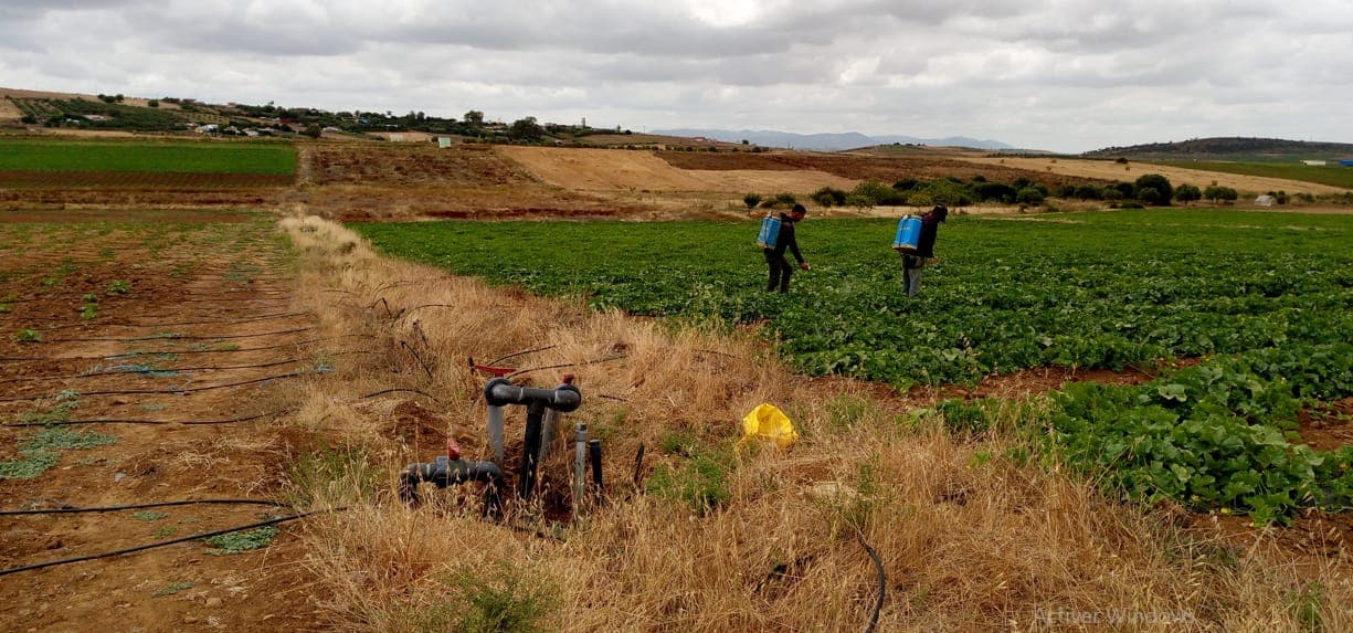 Irrigation des cultures au sein du périmètre irrigué de Dar Khrofa