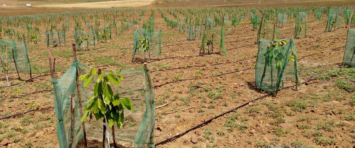 Jeunes plantations arboricoles équipées d’un système d’irrigation goutte-à-goutte dans le périmètre irrigué