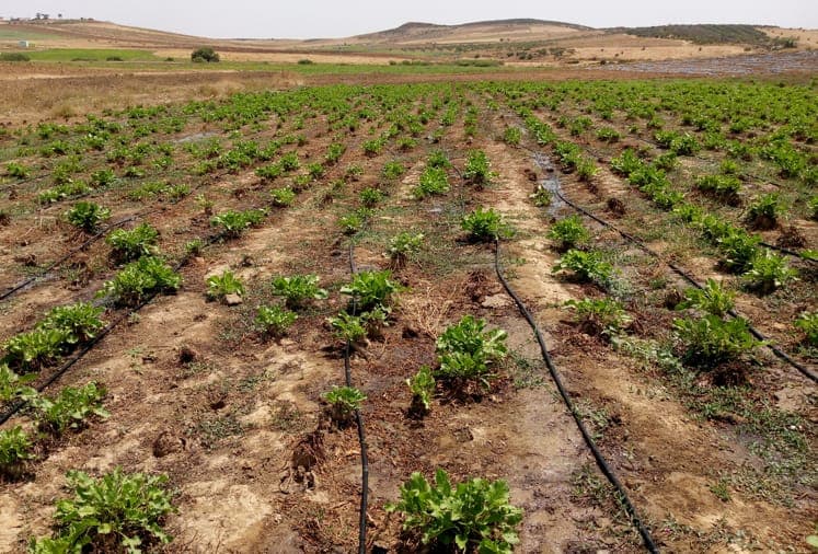 Parcelle cultivée équipée d’un système d’irrigation goutte-à-goutte au sein du périmètre irrigué de Dar Khrofa