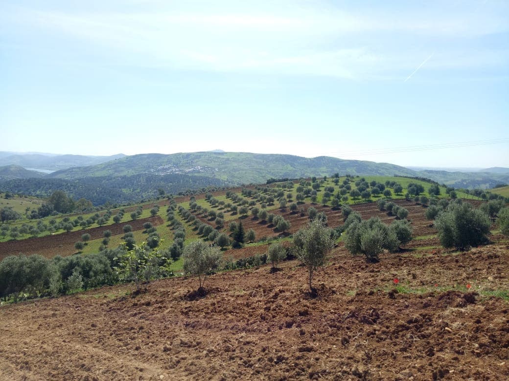 Plantations d'oliviers et de figuiers